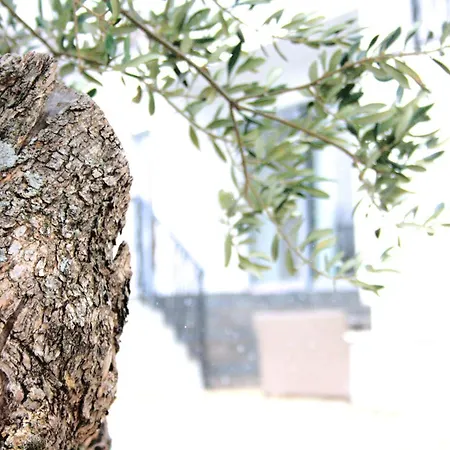 La Olivetree * Sestanovac